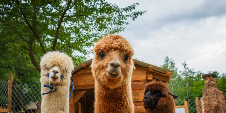 Nájdete tu tiež Mini Zoo s drobnými zvieratkami a veľký výbeh, v ktorom si spokojne nažívajú alpaky a poníky.
