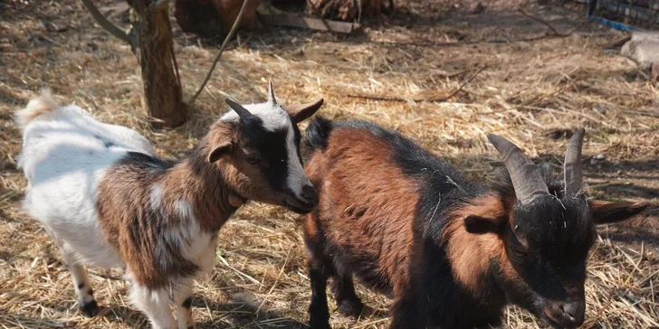 Nejmenší děti potěší malinký zoo koutek.