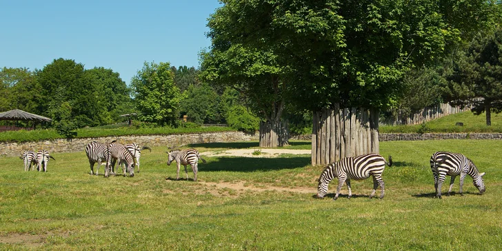 Na výlet můžete vyrazit do Dvora Králové, kde je známá zoologická zahrada (6 km). 
