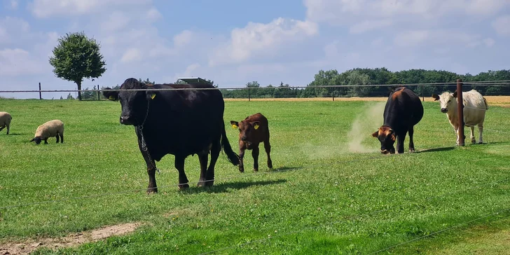 Kromě oslíků žijí na farmě i koně, krávy a ovce.

