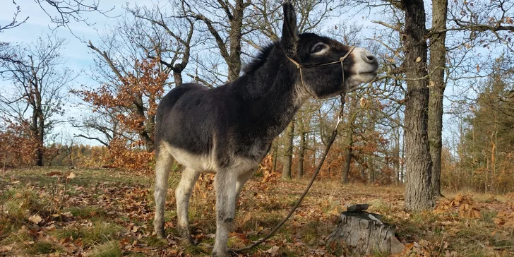Vezměte oslíka na výlet. Nebo vezme on vás?