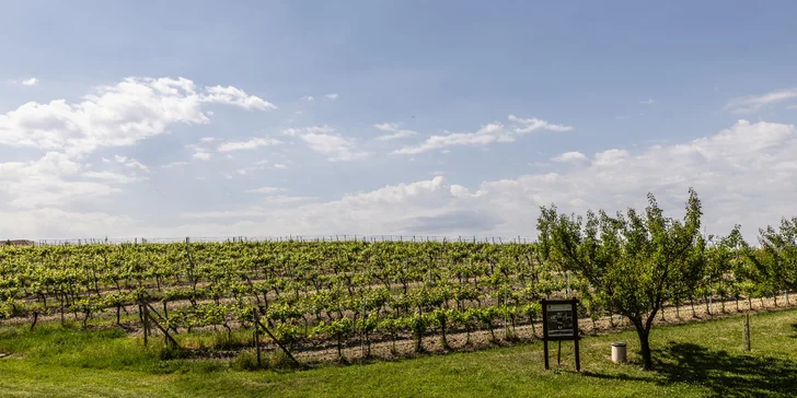 Okolními vinicemi vás provede místní naučná stezka.