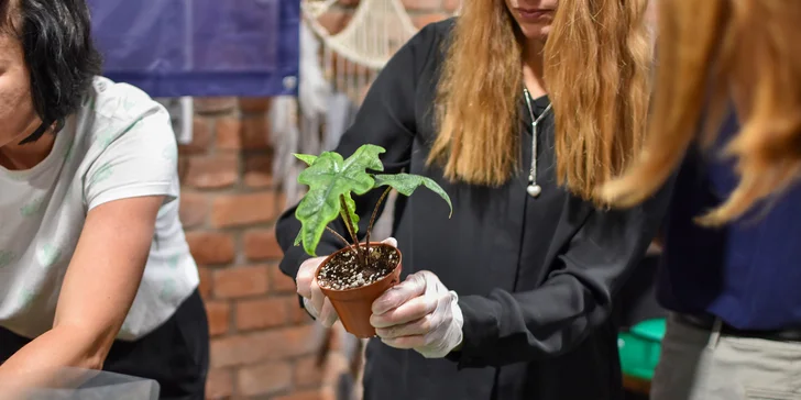 Na kurzu se naučíte přesazovat pokojové rostliny a namíchat kvalitní substrát.