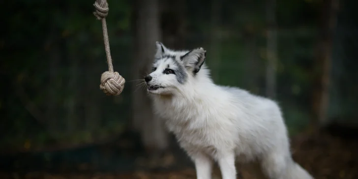 ZVEROFARMA – kontaktná mini zoo, ktorá vás dostane
