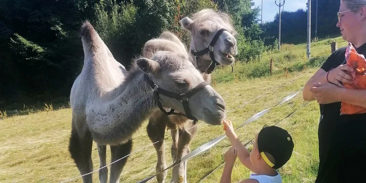 Lamu a velblouda nebo dva velbloudy vezmete na procházku dlouhou 1,5 km! 