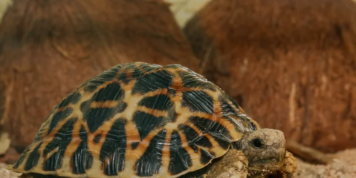 Za hodinku a půl až dvě hodiny jednomu vyschne v krku – proto máte v ceně i jednu či dvě sklenky vína nebo nealko nápoje. 