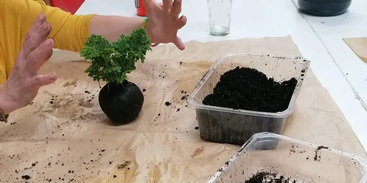  Vlastnoručně vyrobenou kokedamou pak můžete ozdobit svůj obývák nebo ji darovat někomu blízkému.