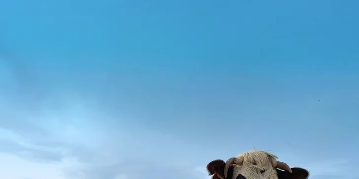 Potkáte se s místními dojnicemi a dozvíte se, jak jejich spokojenost ovlivňuje kvalitu produktů.