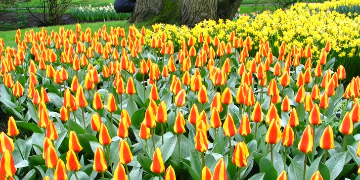 Květinový park Keukenhof je největší v Evropě a okouzlí vás nejen tulipány.