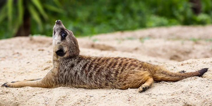 Navštívite Safari v ZOO Dvůr Králové, v ktorom uvidíte zebry, žirafy, antilopy a mnoho ďalších exotických druhov.