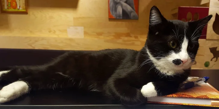 Zákazníci si vychvalují zdejší milou obsluhu, skvělé nápoje i zákusky a výbornou domácí pizzu.