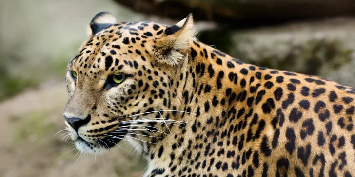 V některých balíčcích máte také vstupenku do zoologické zahrady nebo aquaparku. 