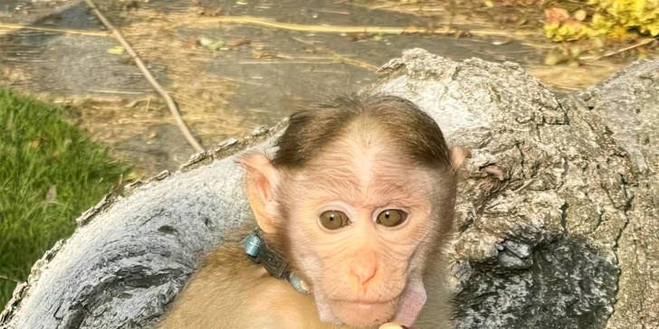 Na výběr máte také setkání s opičkou Viki.