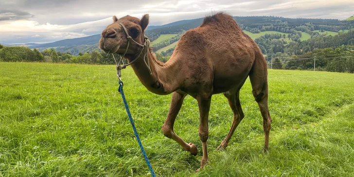 Cameltreking: procházka s velbloudem pro 2 osoby, okruh na 1,5 či 3,5 km