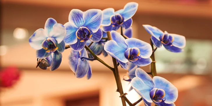 Na váš obdiv čekají orchideje z celého světa. Potěší vás množství barev a vůní těchto atraktivních květů. 