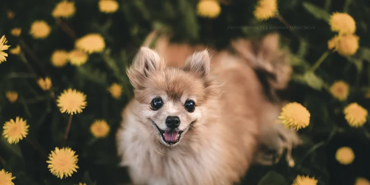 Psí fotografka vám udělá krásné snímky vašeho pejska. 