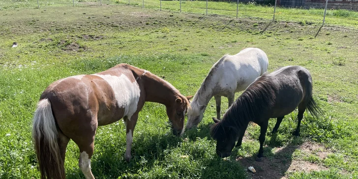Majitelé tu chovají mini koníky, se kterými se můžete po předchozí domluvě potkat a pomazlit.
