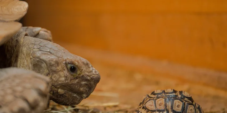 Uvidíte nejmenší želvy na světě i obry o váze žáka druhé třídy základní školy. 