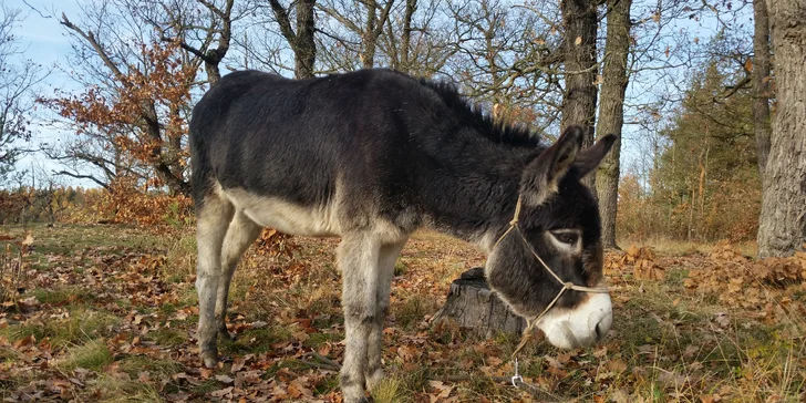 Osel je navíc milý, inteligentní a vnímavý společník. 