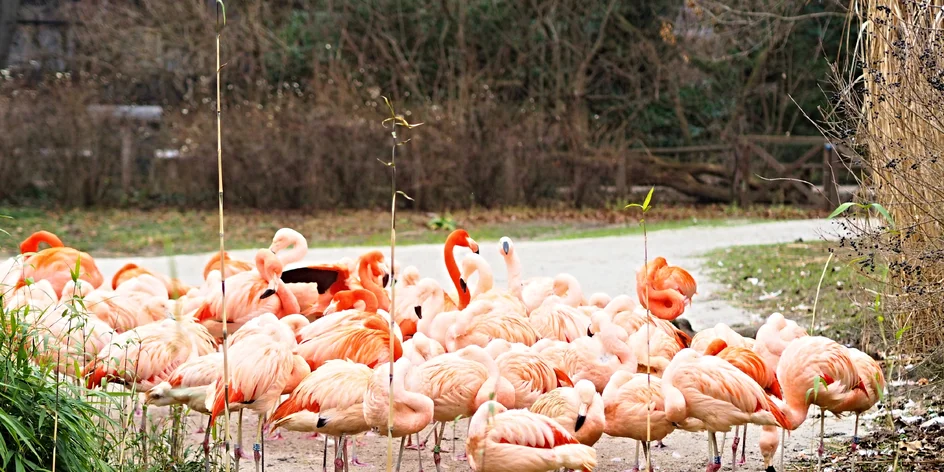 S dětmi za zvířaty – obří Zoo Praha i sympatické zooparky v okolí