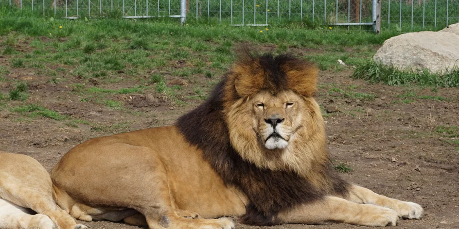 Zoo v Čechách: šelmy na dosah, velkorysé safari i krmení medvědů