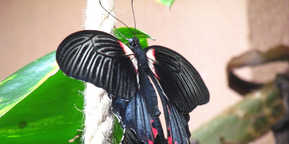 Jak vypadá zrelaxovaný motýl? Blogerka navštívila Motýlí dům v Karlových Varech