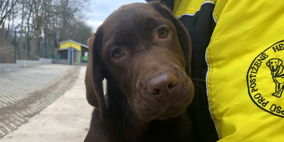 Jste skvělí! Na výcvik asistenčního pejska jste přispěli 97 650 Kč