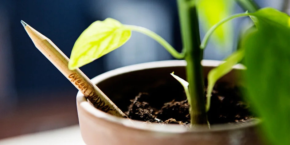 Keď dopíšem, tak vyrastiem: Rastúce ceruzky SPROUT