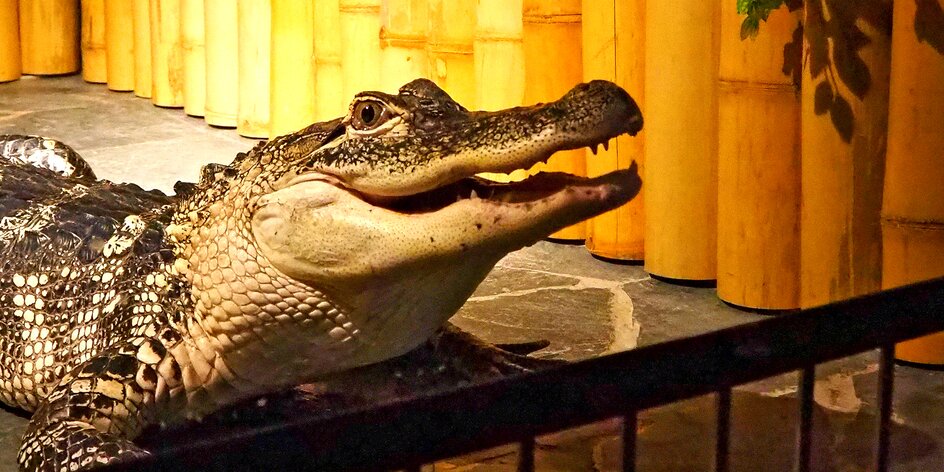 Jak se krmí krokodýli?