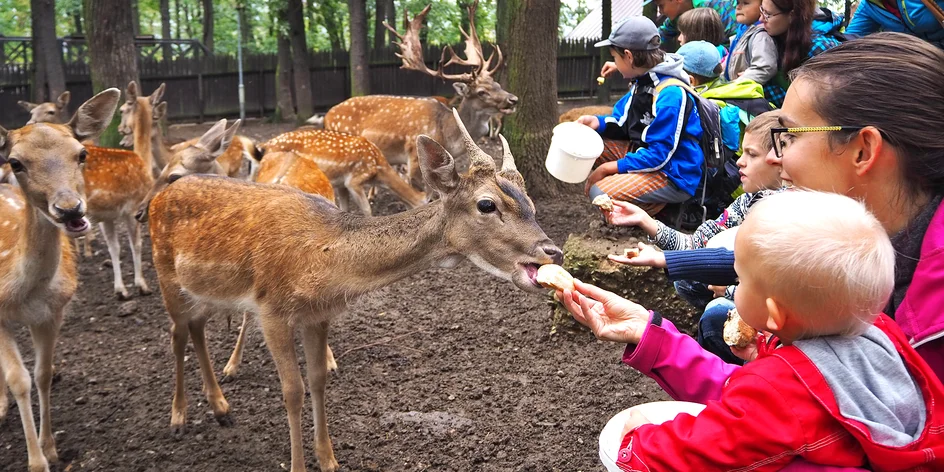 Zookoutek Chuchle: jelen a jeho harém a poznávačka kůží a paroží