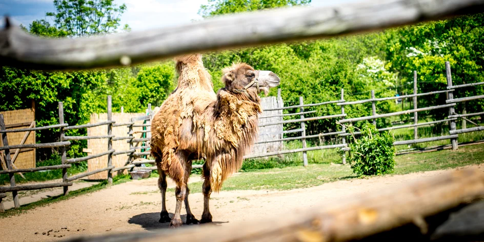 Kam s dětmi za velbloudem, rysem nebo chameleonem? Do Zooparku Zájezd