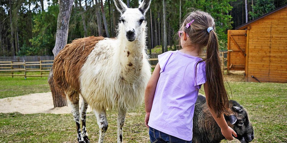 V Zoo Tábor uvidíte bílé klokany i nakrmíte velbloudici Frídu