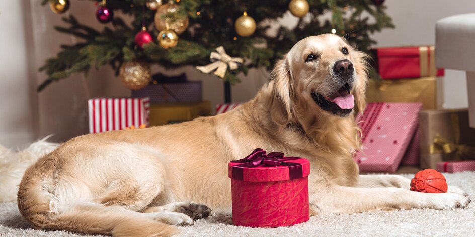 Šťastné a chlupaté: tipy na vánoční dárky pro psy