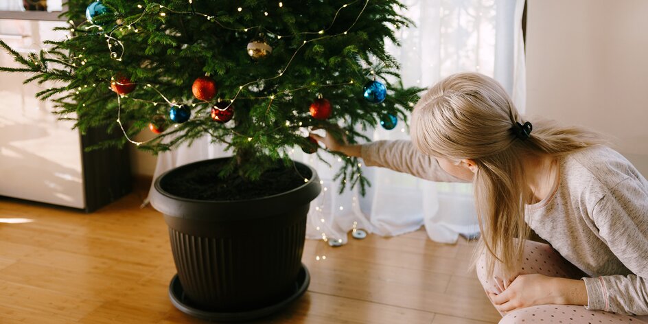 Vánoční stromeček, který vydrží dva roky! Jak o něj správně pečovat?