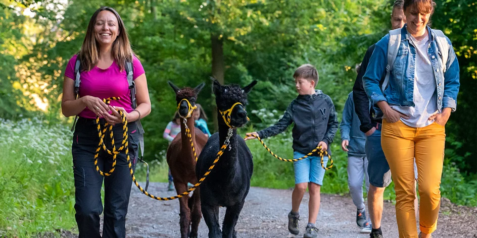Vycházka s alpakami po Moravském krasu až pro 4 os.