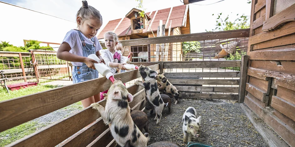 Krmení zvířátek na minifarmě a odlévání mýdla