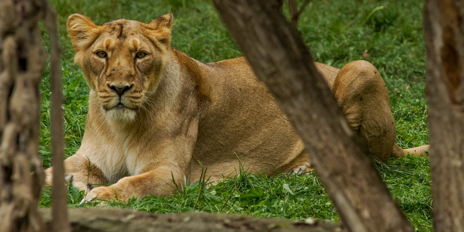 8hodinový kurz focení v zoo i varianta s on-line teorií