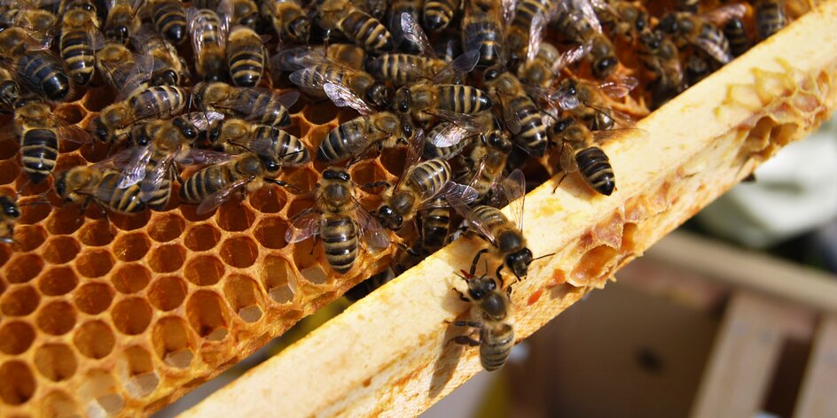 Včelí farma: exkurze a výroba svíček až pro 4 osoby