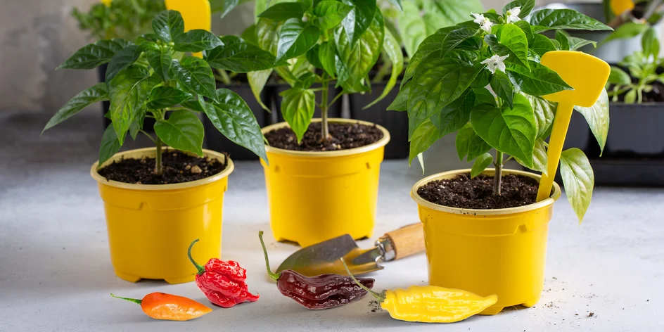 Předprodej sazenic chilli papriček i substráty