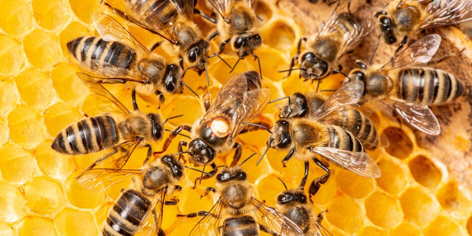 Únikovka ve včelím světě pro rodinu i partu přátel