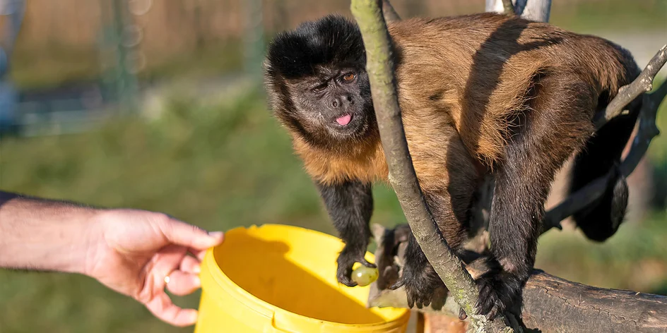Staňte se na 5 hodin ošetřovatelem v ZOO Tábor