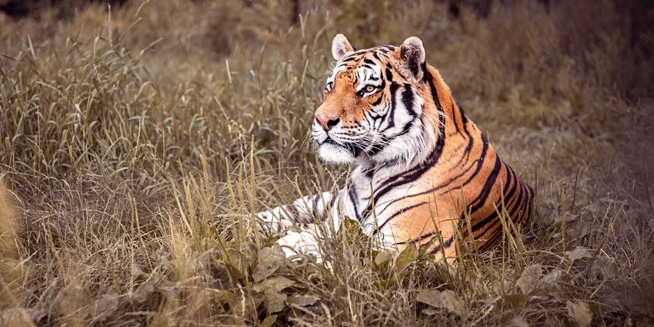 VIP prohlídka ZOO Tábor až pro 4 milovníky zvířat