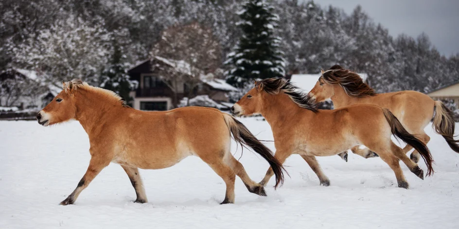 Jízda na fjordském koni pro začátečníky i pokročilé