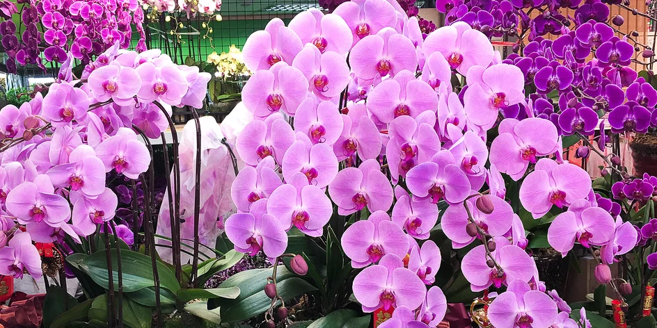 Výstava orchidejí v Rakousku a návštěva Vídně