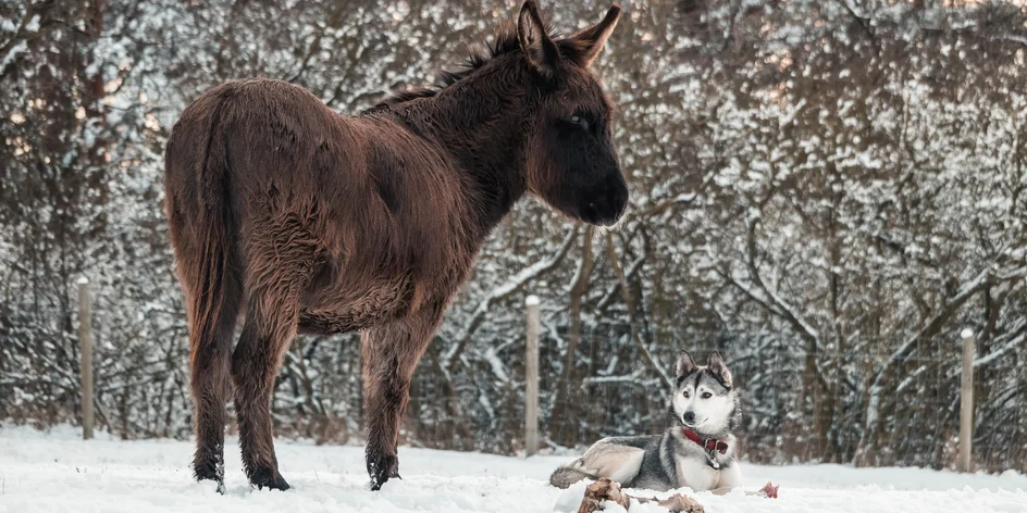 Exkurze na farmě pro rodinu: 2 dospělí a až 3 děti
