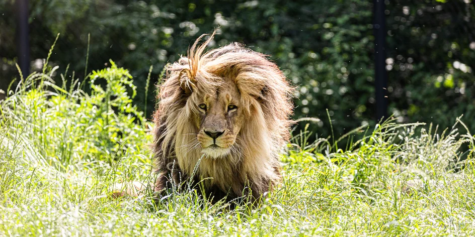 Jednodenní fotokurz v zoo v lokalitě dle výběru