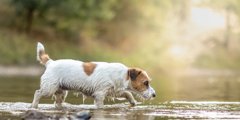 Fotografování mazlíčků v exteriéru: 2–25 fotek