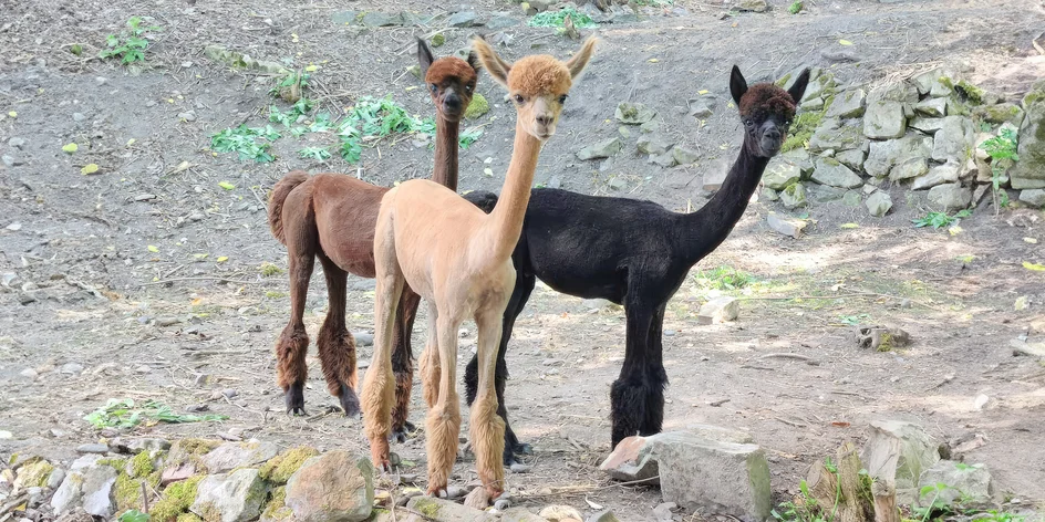 Privátní vstup do Mini zvěřince v Žatci pro rodinu
