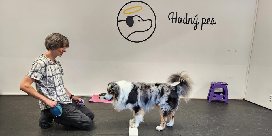 Hodný pes: Výukové semináře i individuální výcvik