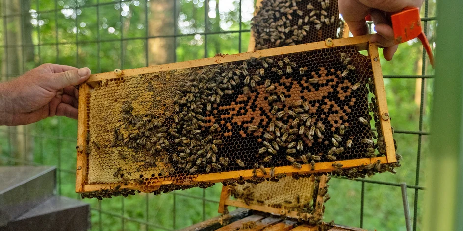 Včelařem na zkoušku pro 1–2 osoby s ochutnávkou medu a výrobou svíček